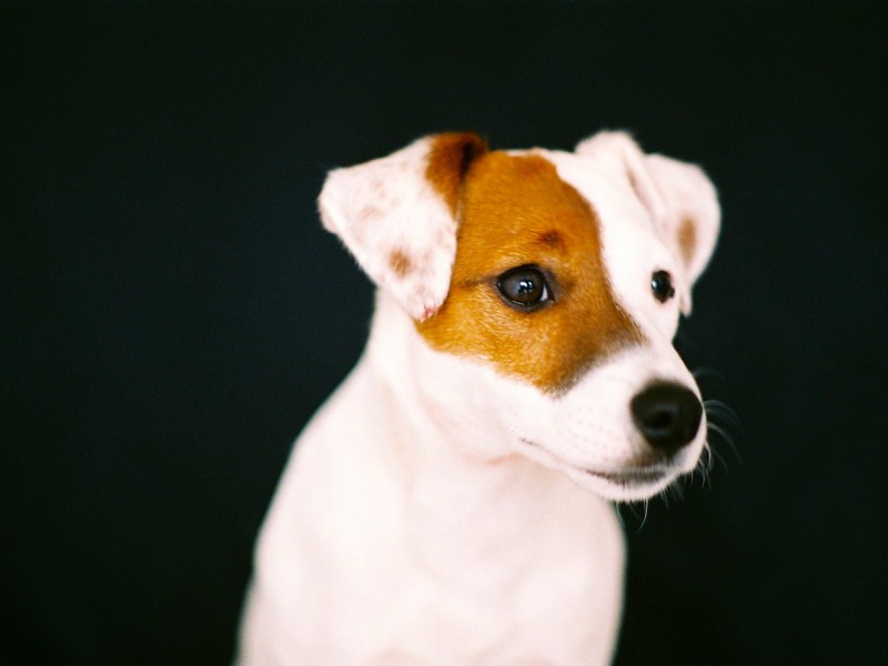 Nos Chiens Le Jack De Brana Le Teich Arcachon Aquitaine